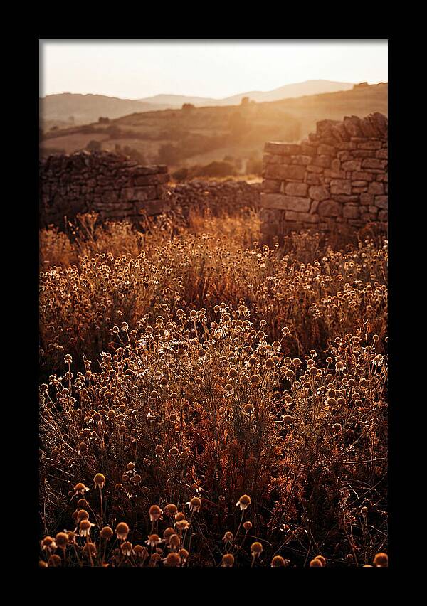 Chamomile Field At Sunset