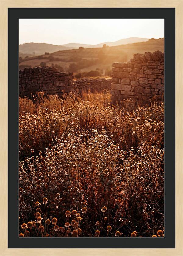 Chamomile Field At Sunset