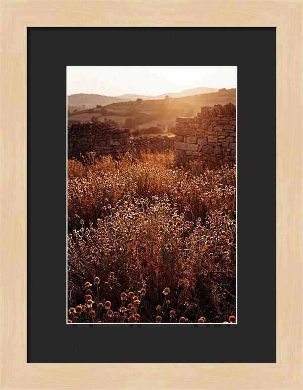 Chamomile Field At Sunset