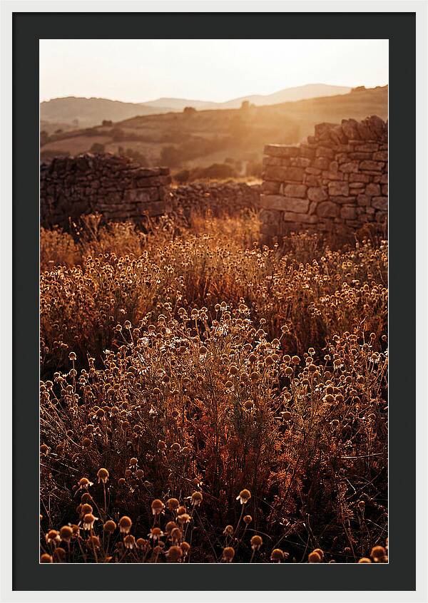 Chamomile Field At Sunset