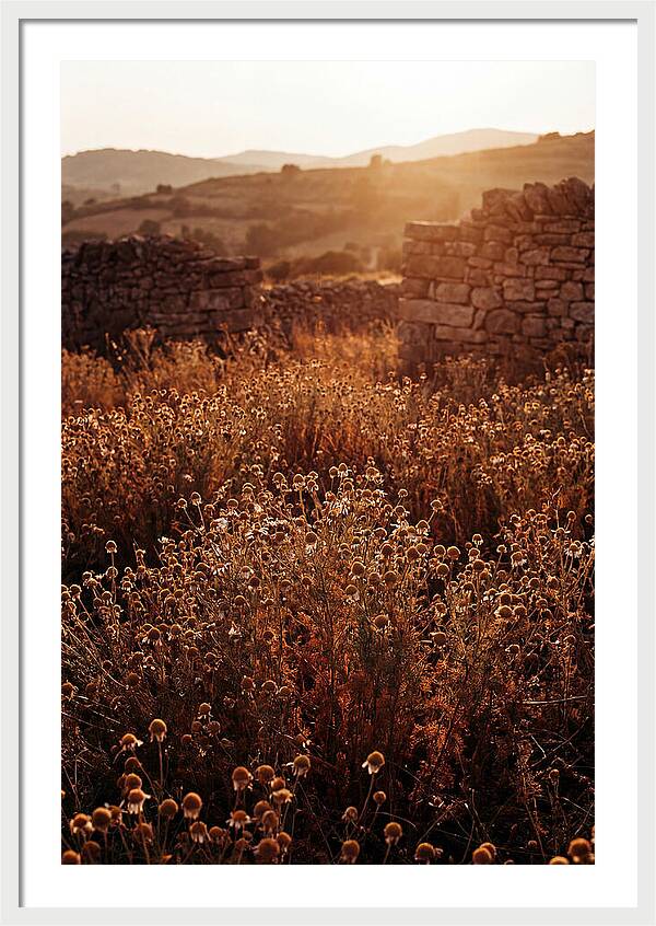 Chamomile Field At Sunset