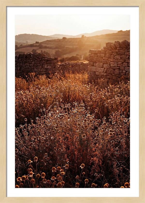 Chamomile Field At Sunset