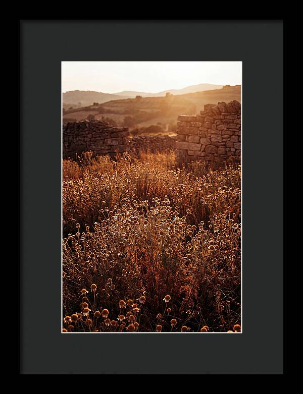 Chamomile Field At Sunset