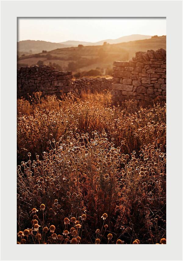 Chamomile Field At Sunset