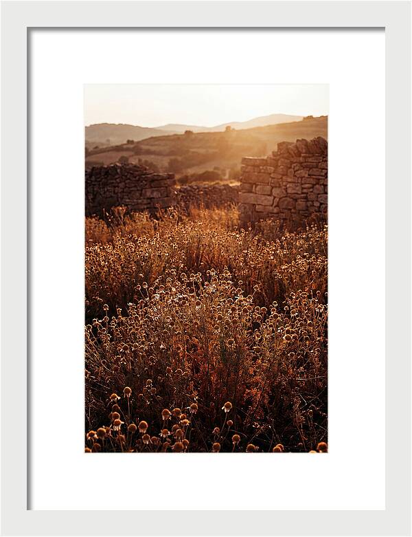 Chamomile Field At Sunset