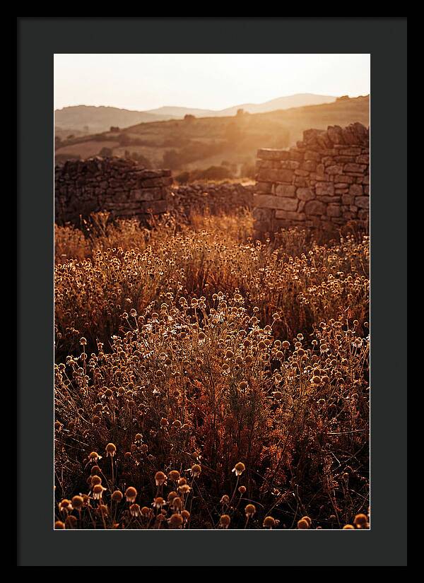 Chamomile Field At Sunset