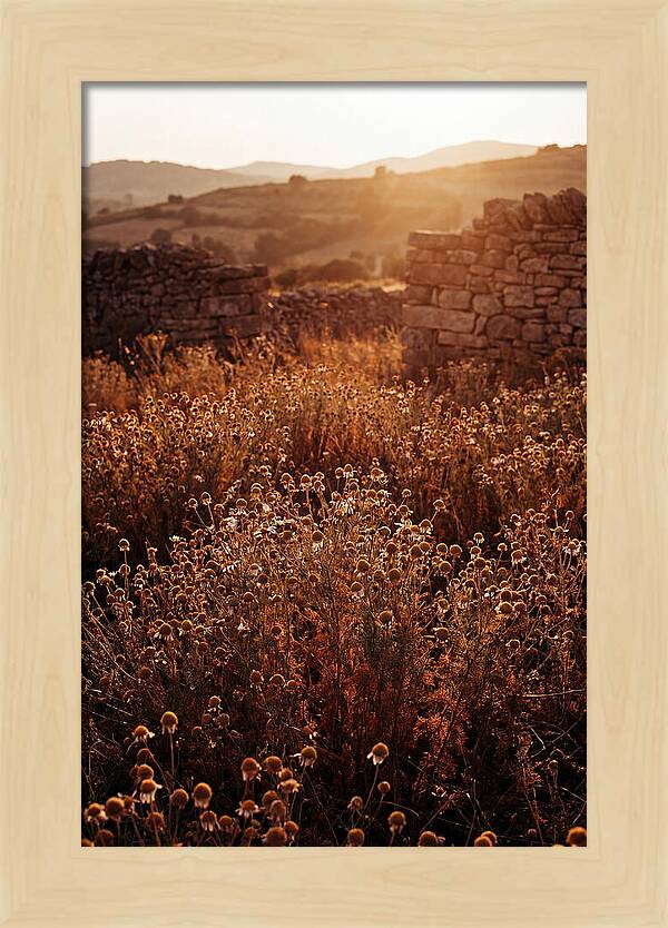 Chamomile Field At Sunset