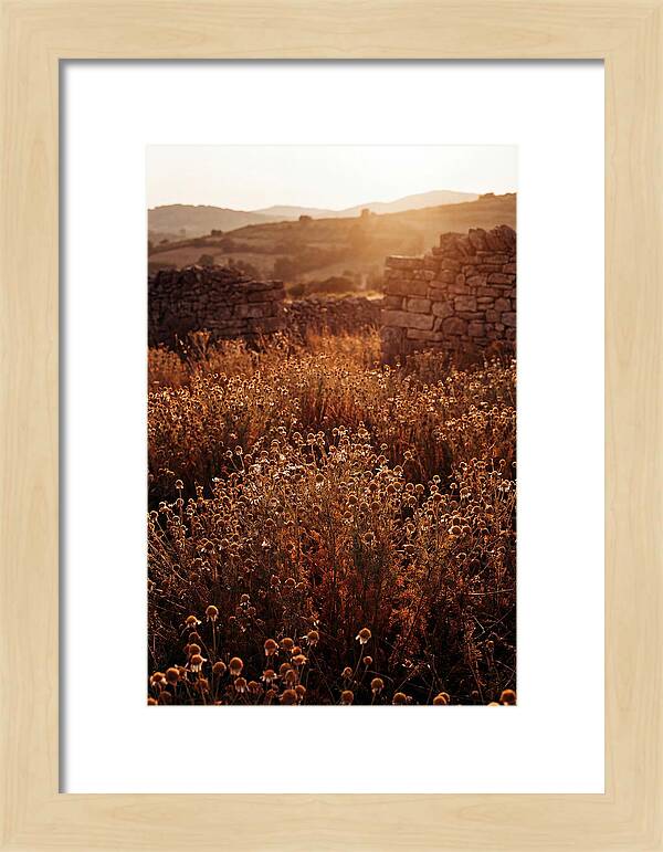 Chamomile Field At Sunset