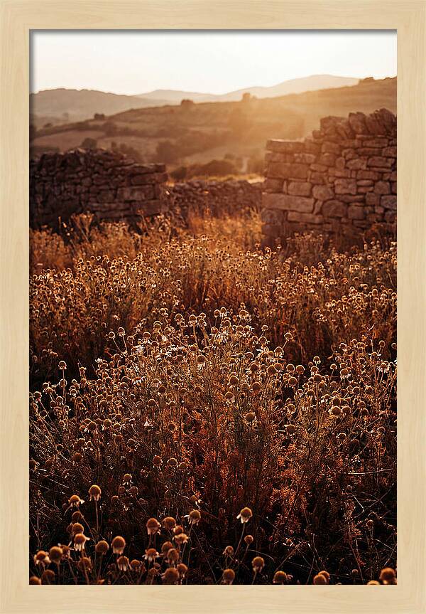 Chamomile Field At Sunset