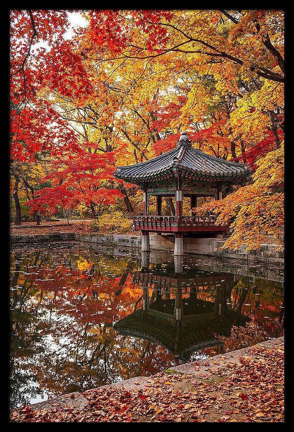 Changdeokgung Secret Garden Serenity