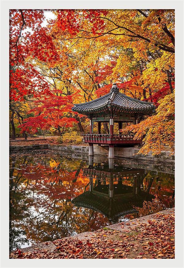 Changdeokgung Secret Garden Serenity
