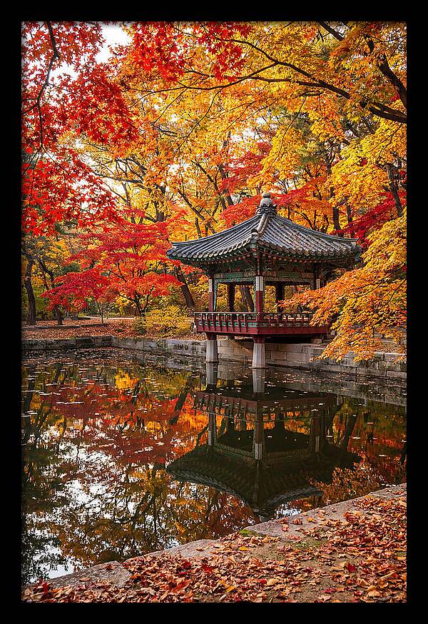 Changdeokgung Secret Garden Serenity