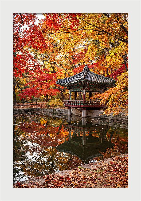 Changdeokgung Secret Garden Serenity