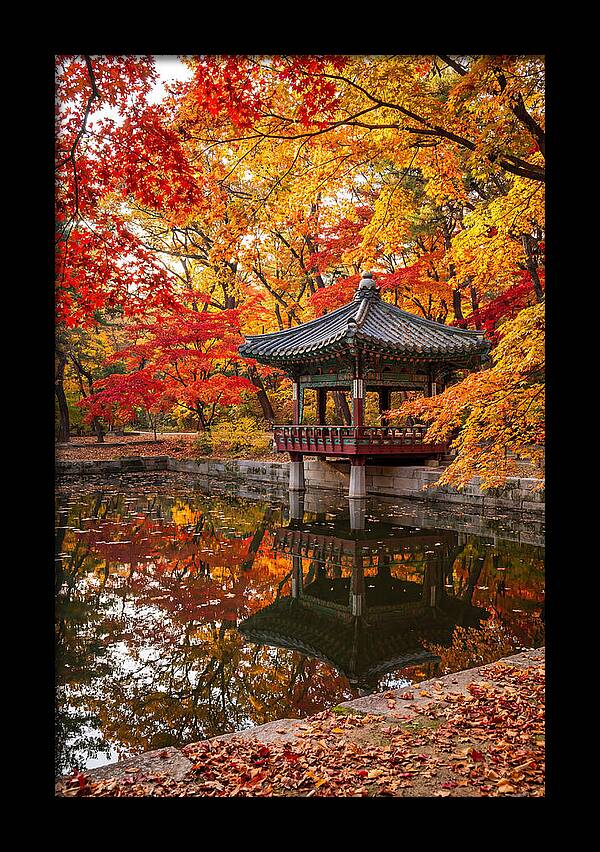 Changdeokgung Secret Garden Serenity