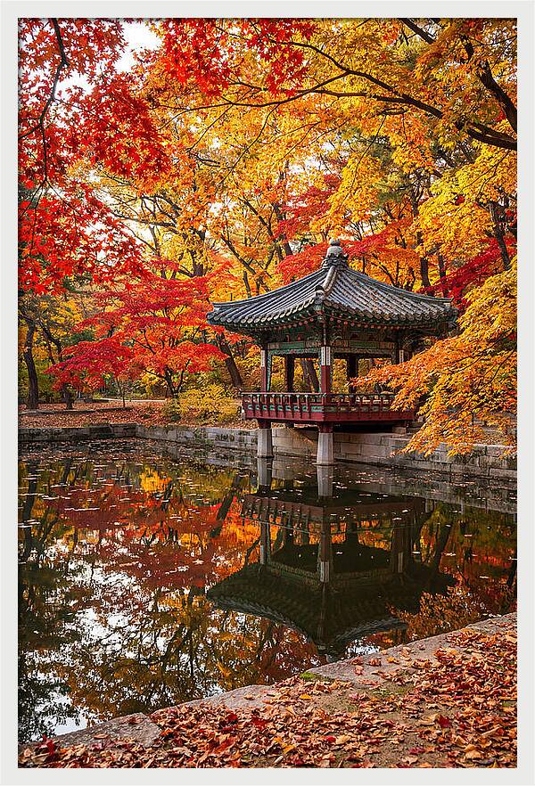 Changdeokgung Secret Garden Serenity
