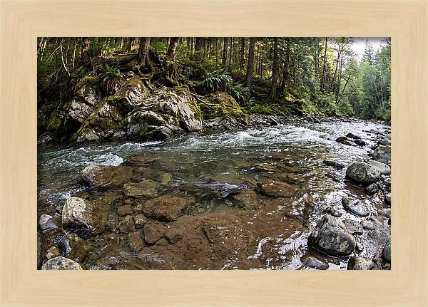 Channel Catfish In Tranquil Waters