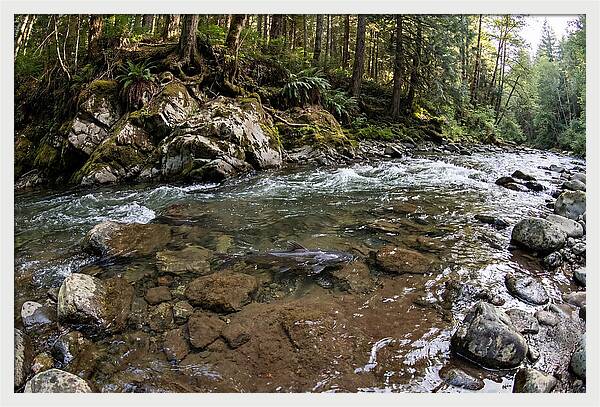 Channel Catfish In Tranquil Waters