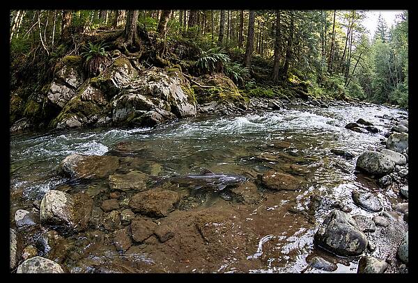 Channel Catfish In Tranquil Waters