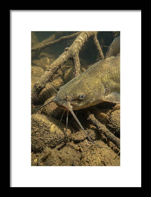 Channel Catfish Underwater Encounter