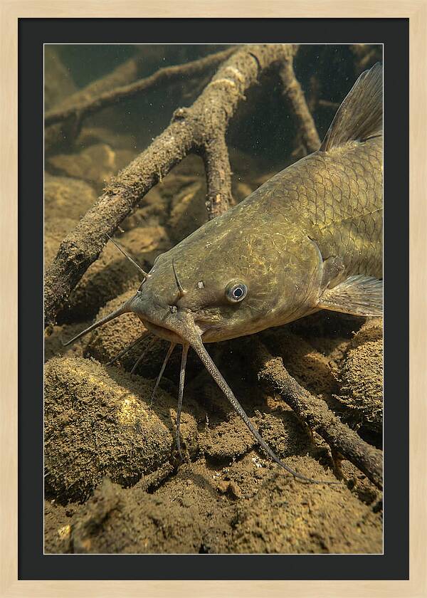 Channel Catfish Underwater Encounter