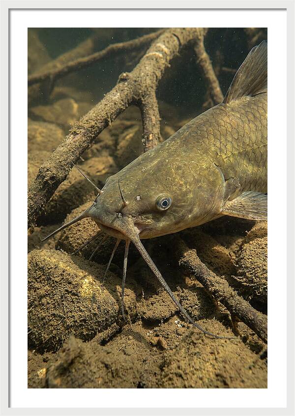 Channel Catfish Underwater Encounter