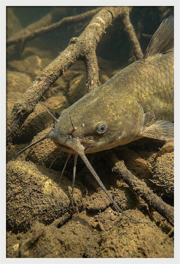 Channel Catfish Underwater Encounter