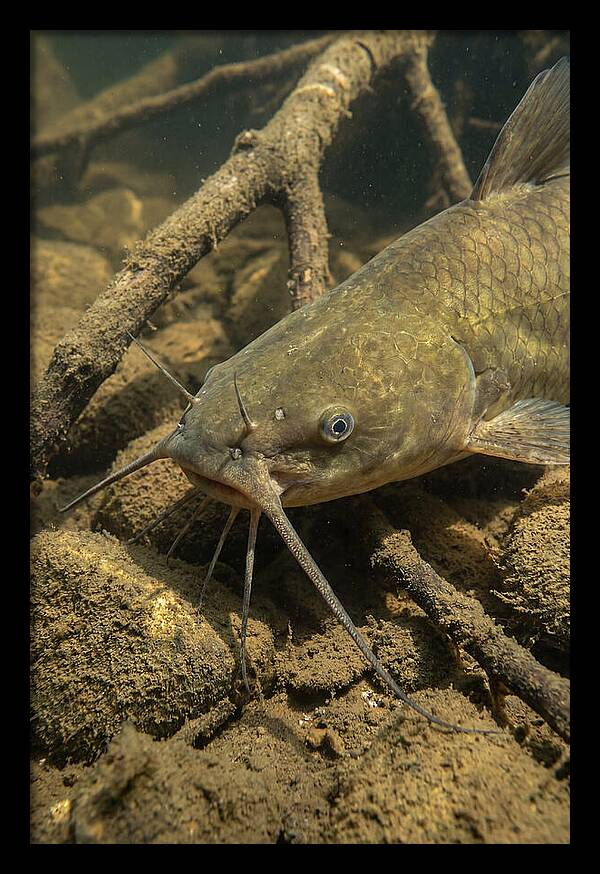 Channel Catfish Underwater Encounter