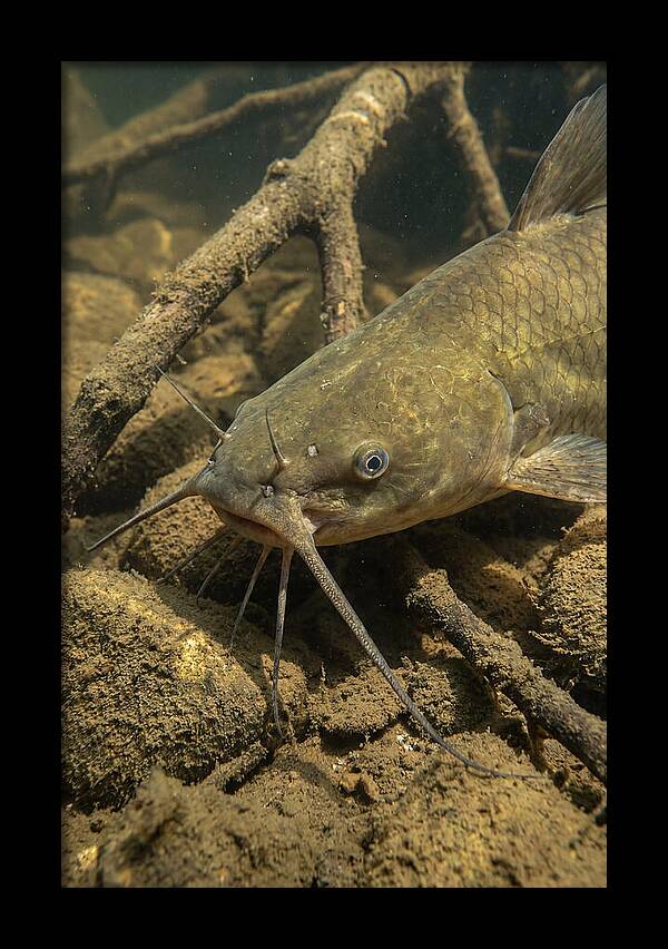 Channel Catfish Underwater Encounter