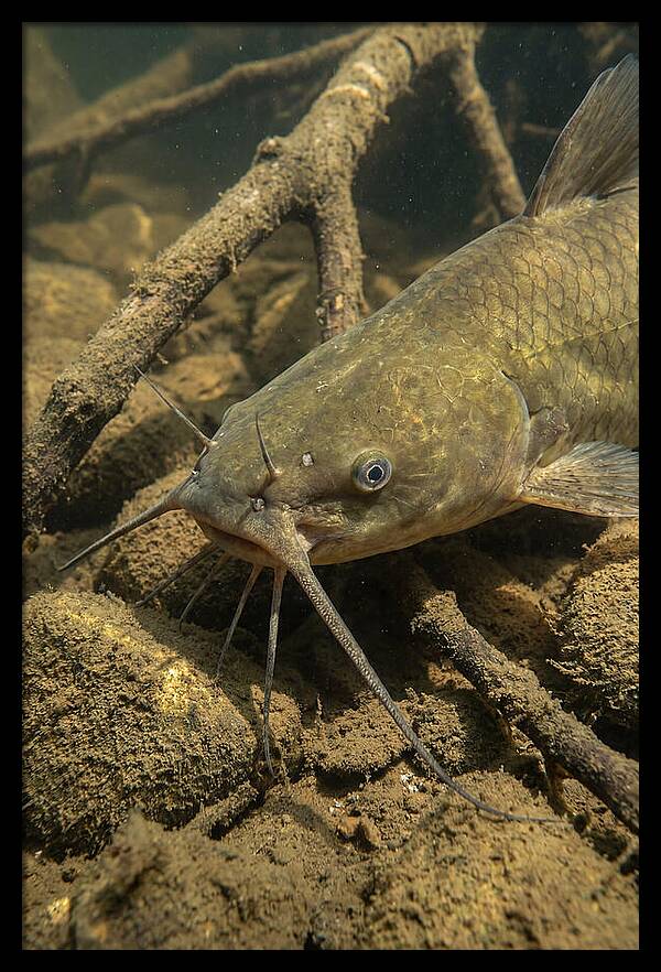 Channel Catfish Underwater Encounter