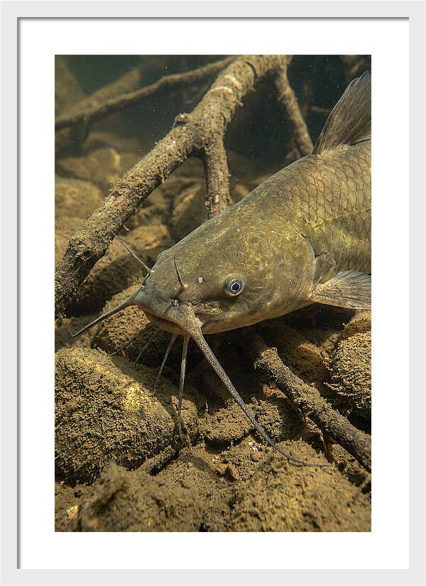 Channel Catfish Underwater Encounter