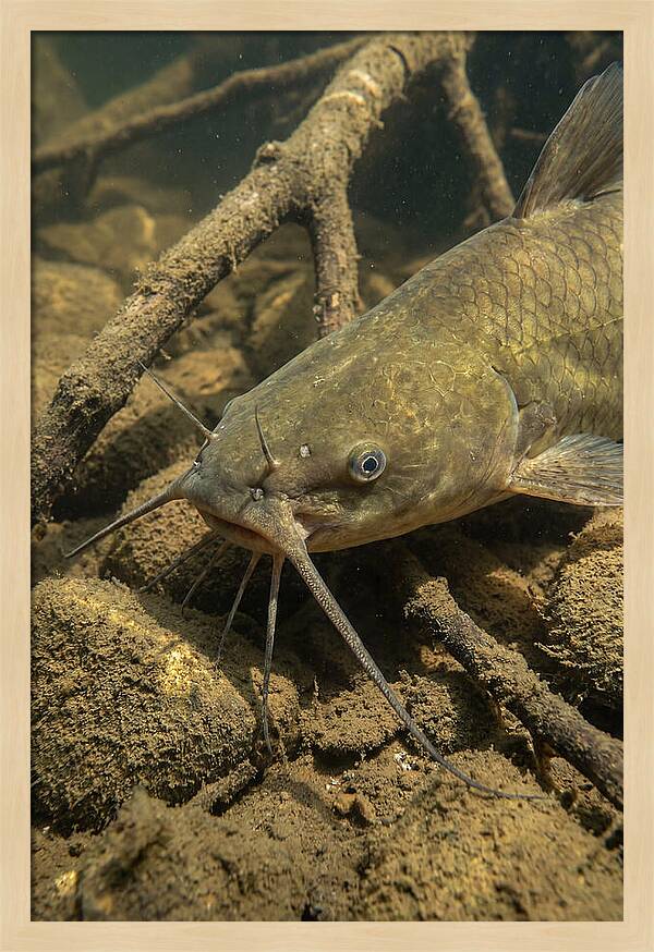 Channel Catfish Underwater Encounter