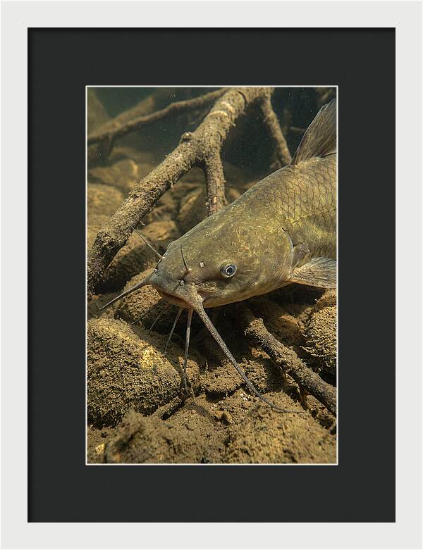 Channel Catfish Underwater Encounter
