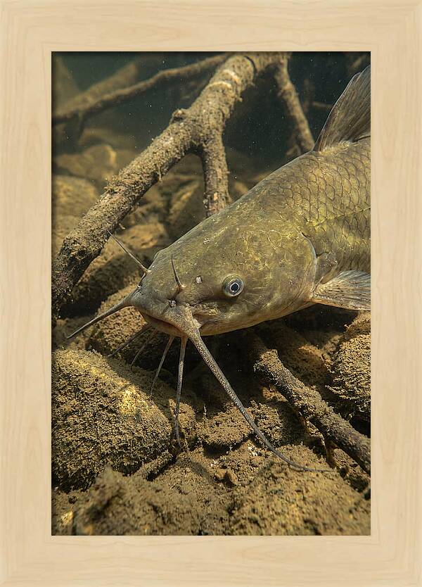 Channel Catfish Underwater Encounter