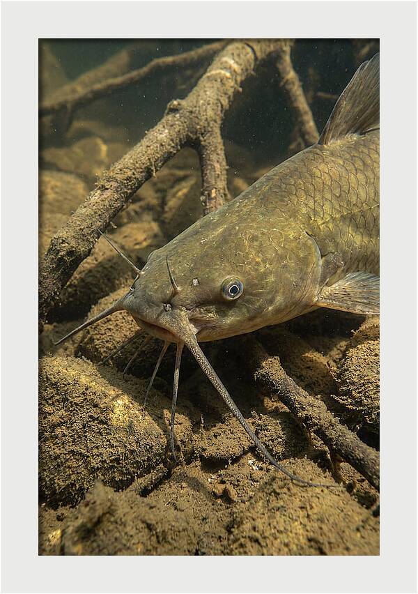 Channel Catfish Underwater Encounter
