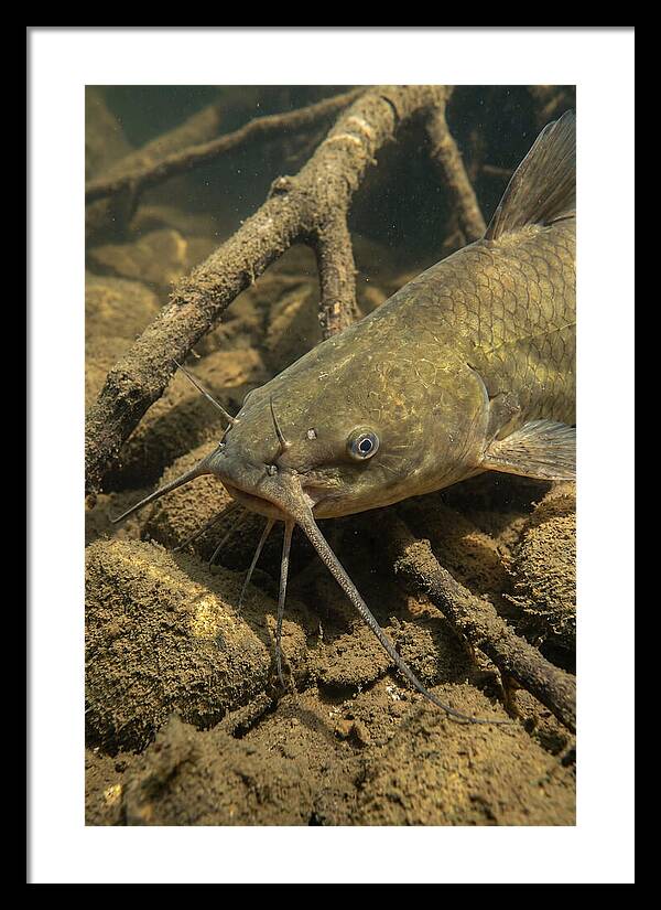 Channel Catfish Underwater Encounter