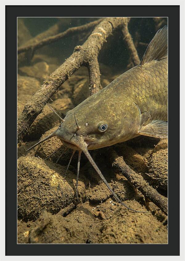 Channel Catfish Underwater Encounter