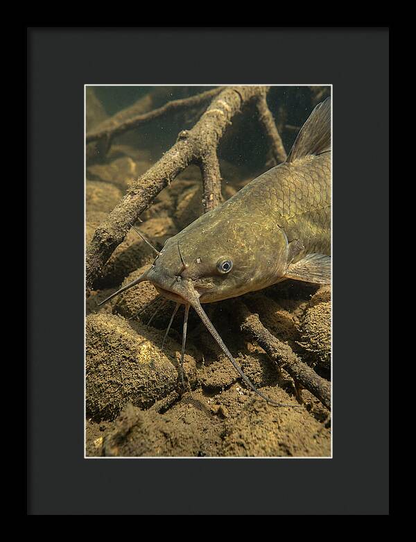 Channel Catfish Underwater Encounter