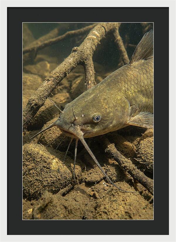 Channel Catfish Underwater Encounter