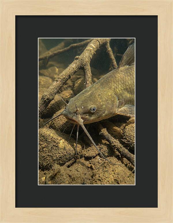 Channel Catfish Underwater Encounter