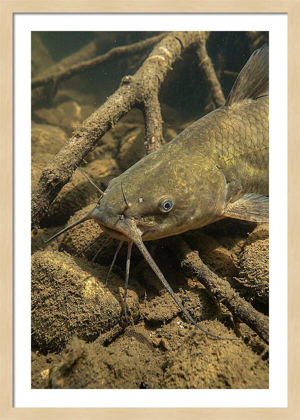 Channel Catfish Underwater Encounter