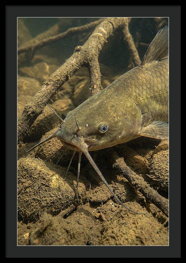 Channel Catfish Underwater Encounter