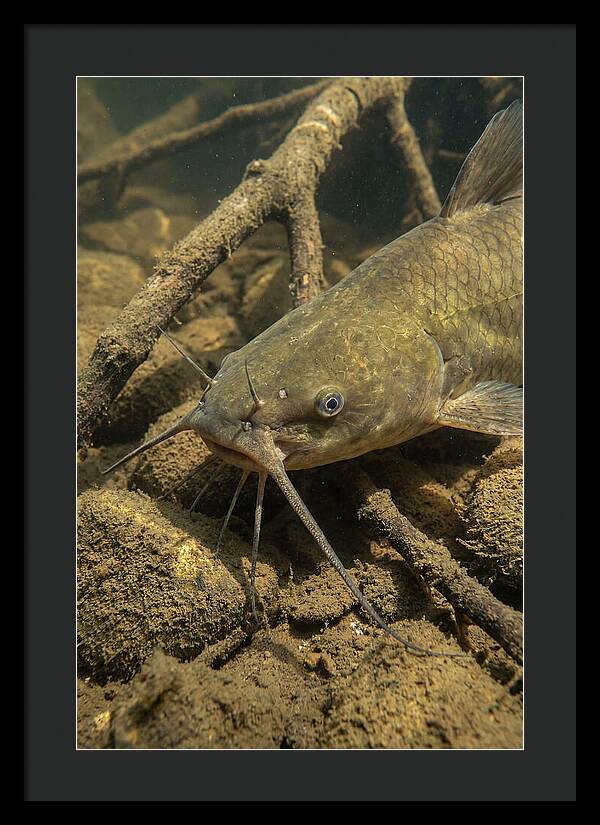Channel Catfish Underwater Encounter