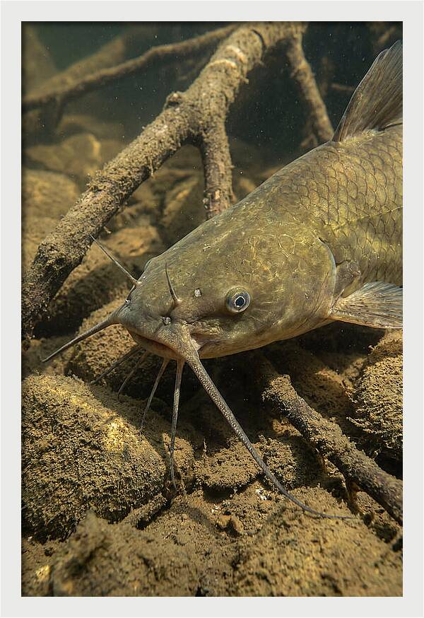 Channel Catfish Underwater Encounter