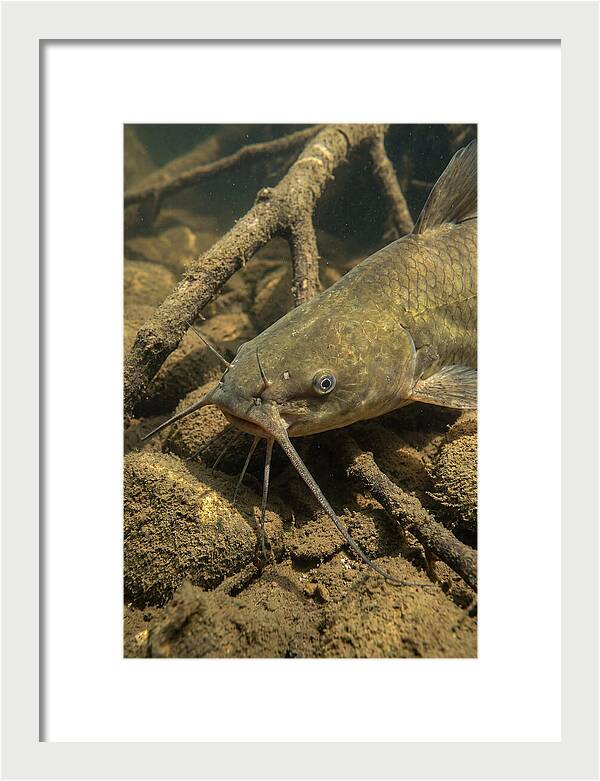 Channel Catfish Underwater Encounter