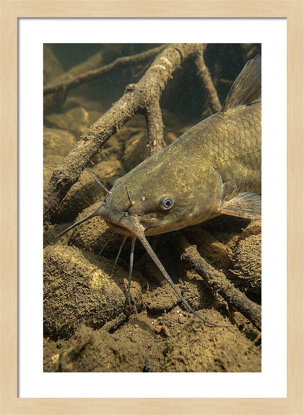 Channel Catfish Underwater Encounter