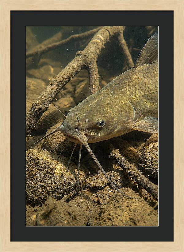 Channel Catfish Underwater Encounter