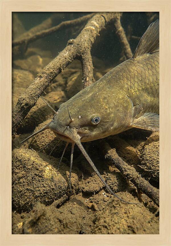 Channel Catfish Underwater Encounter