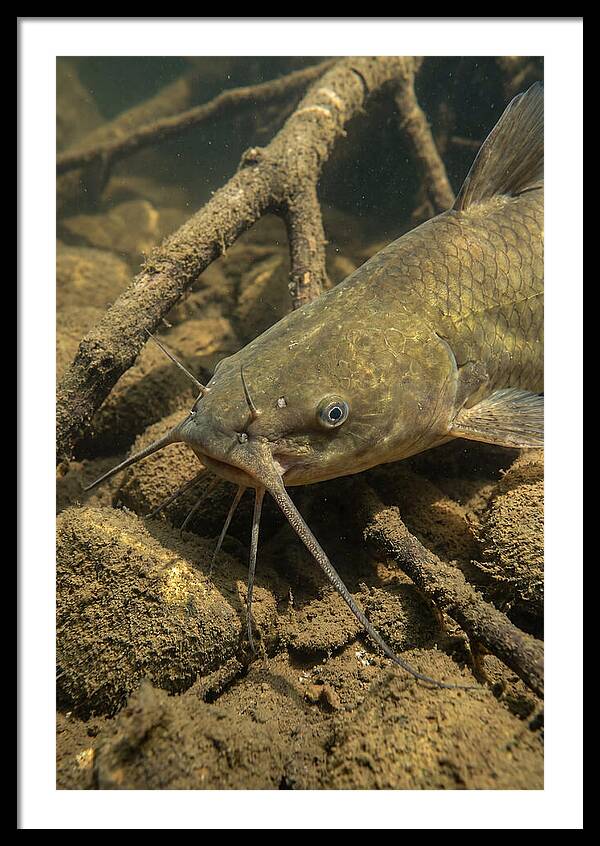Channel Catfish Underwater Encounter