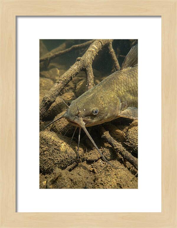 Channel Catfish Underwater Encounter