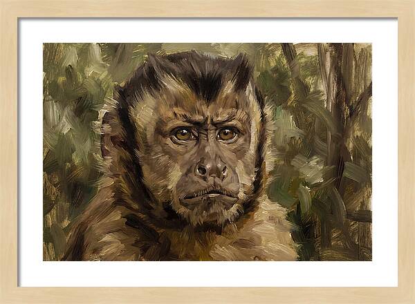 Charming Capuchin Monkey Closeup